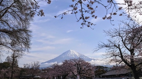 富士山本宮浅間大社からの富士山の眺め